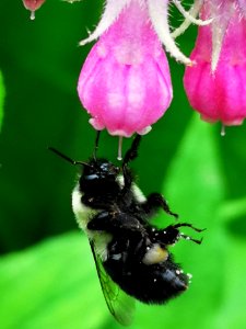 Bumblebee visiting comfrey Symphytum