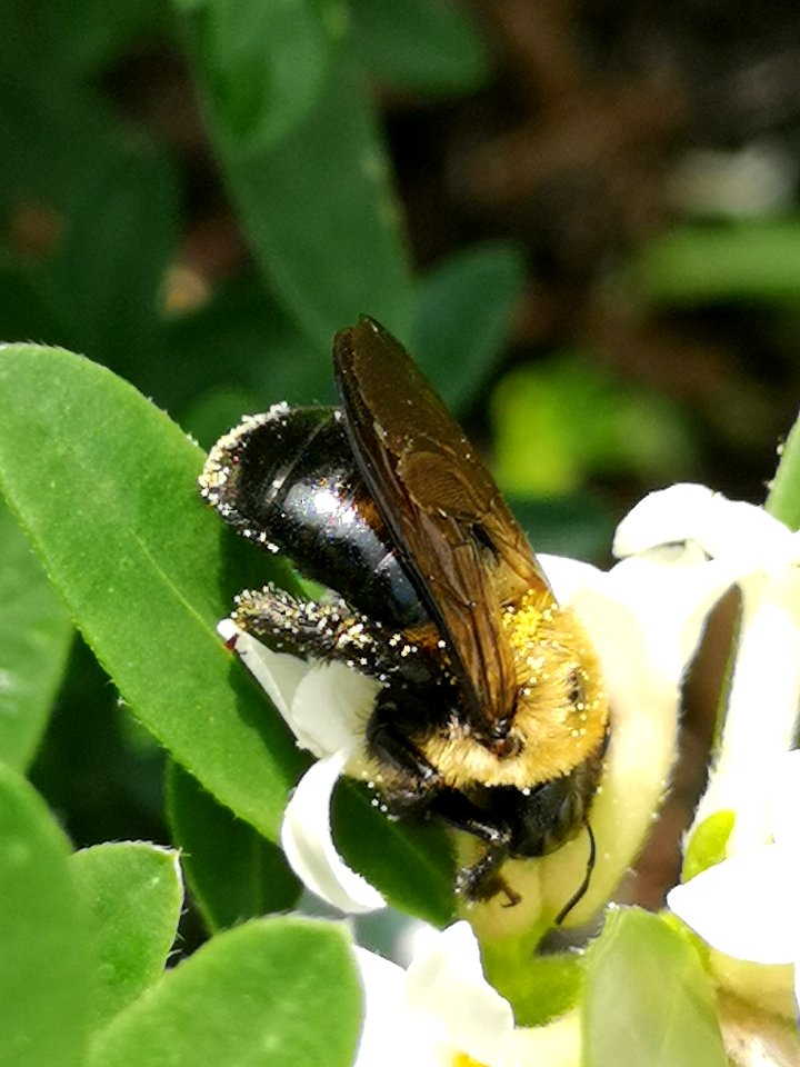 Carpenter bee nectar robbing Daphne (hybrid Eternal Fragrance) flowers, with pollen