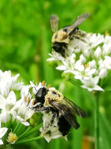 Carpenter bee Xylocopa virginica covered in pollen visiting flowers of garlic chives Allium tuberosum