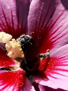 Bee visiting rose of Sharon Hibiscus syriacus covered in pollen photo