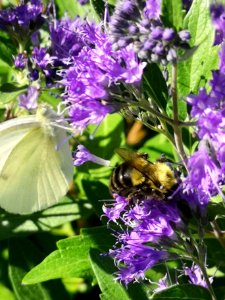 Bumblebee, cabbage white butterfly, and bluebeard photo
