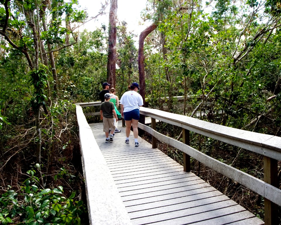 Mahogany Hammock Boardwalk (7), NPSPhoto