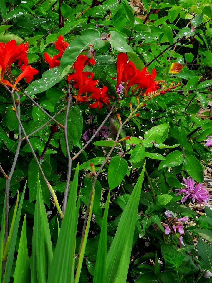 Hummingbird visiting montbretia (Crocosmia 'Lucifer')