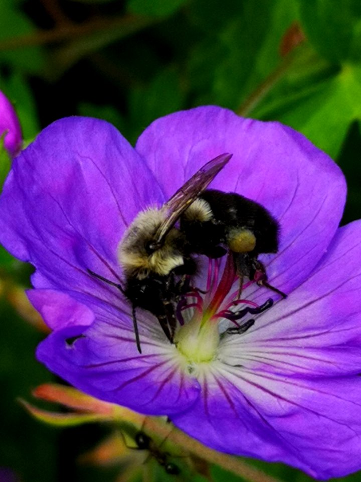 Bumblebee visiting cranesbill Geranium Azure Rush