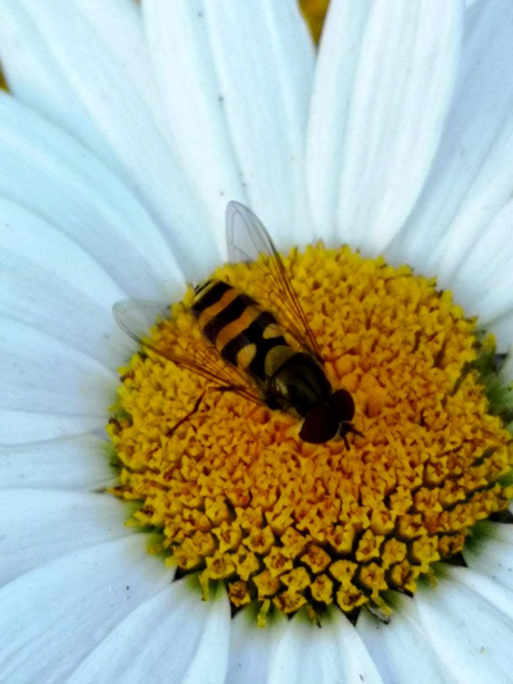 Fly or bee on shasta (Leucanthemum x superbum 'Snowcap')