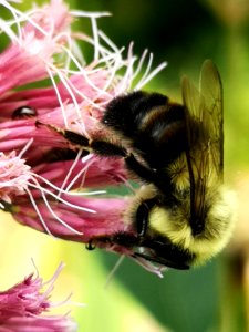 Bumblebee visiting Joe Pye weed Eupatorium