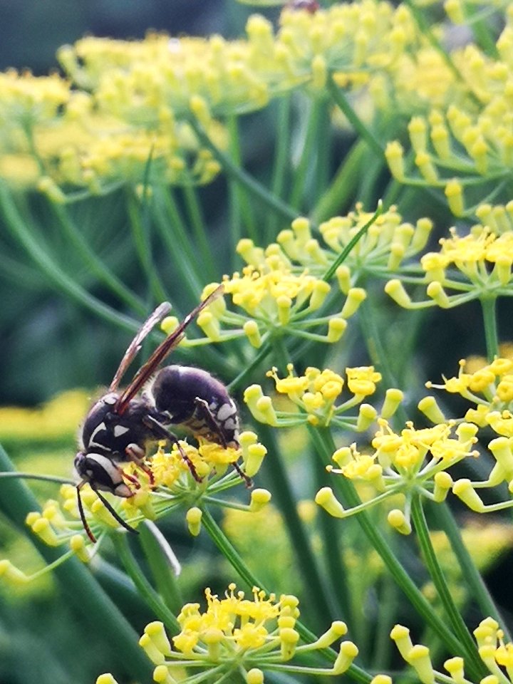 Bald-faced hornet Dolichovespula maculata visiting fennel Foeniculum vulgare