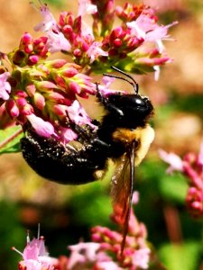 Bee visiting oregano (Origanum vulgare)