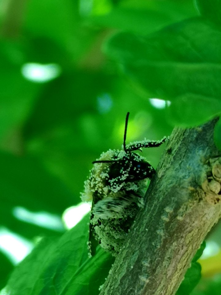 Bumblebee covered in pollen from rose of Sharon (Hibiscus syriacus)