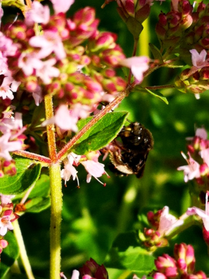 Two-spotted Longhorn bee (Melissodes bimaculatus) visiting oregano flowers (Origanum vulgare)
