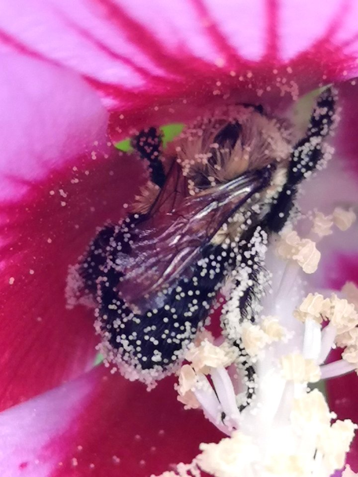 Bee with pollen visiting rose of Sharon photo