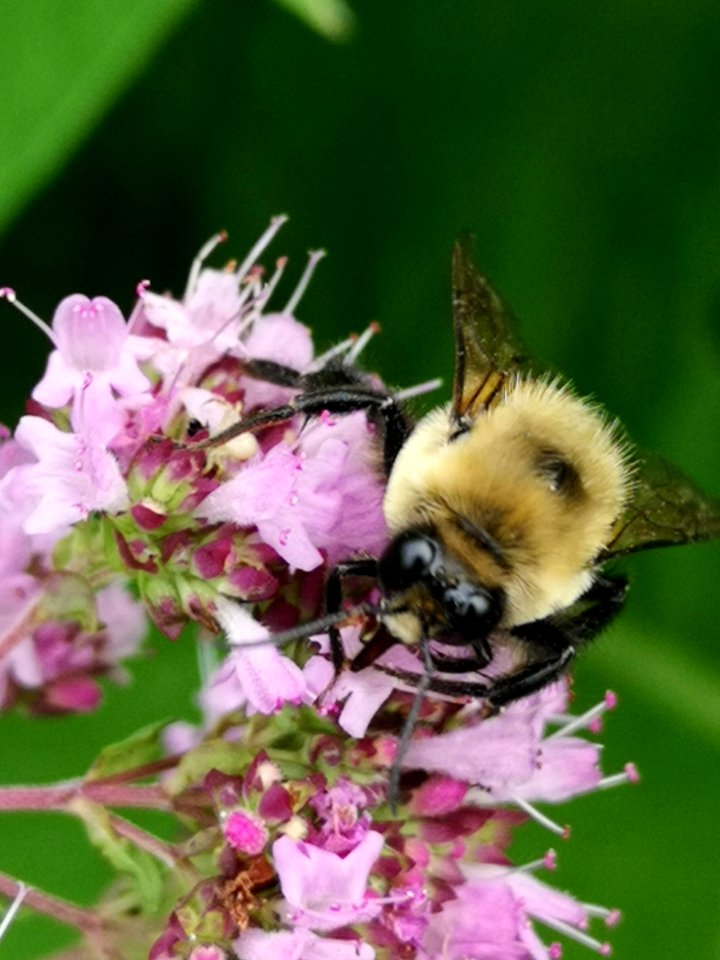 Bee on oregano