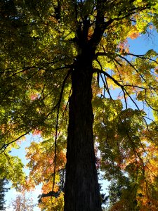 Maple
