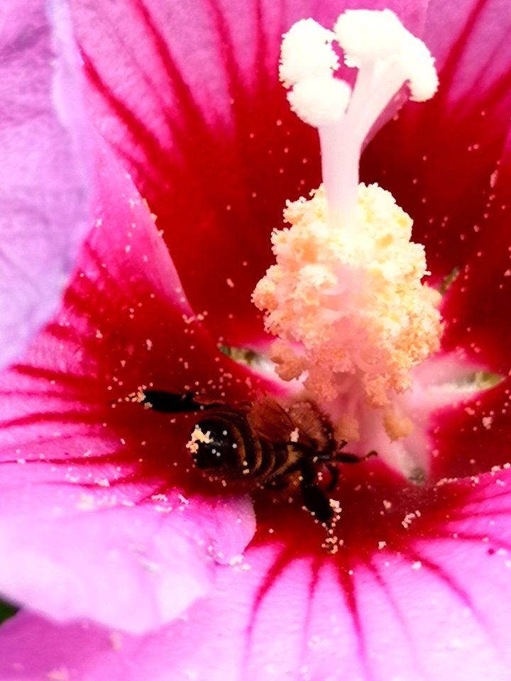 Honeybee with pollen in rose of Sharon (Hibiscus syriacus)