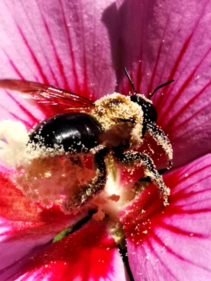 Bee visiting rose of Sharon Hibiscus syriacus covered in pollen