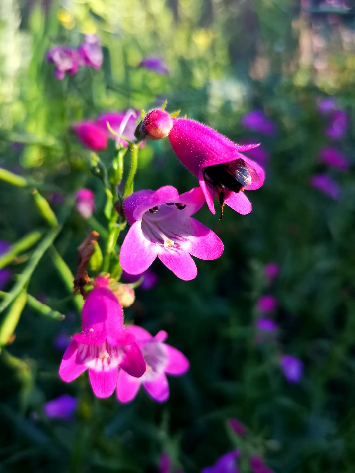 Bumblebee visiting beardtongue Penstemon Red Rocks