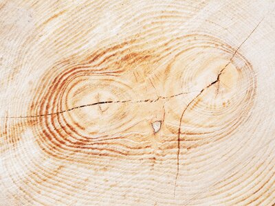Plant nature wooden