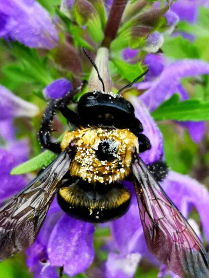 Carpenter bee (Xylocopa virginica) visiting flowers of dragonhead (Dracocephalum moldavica), with pollen