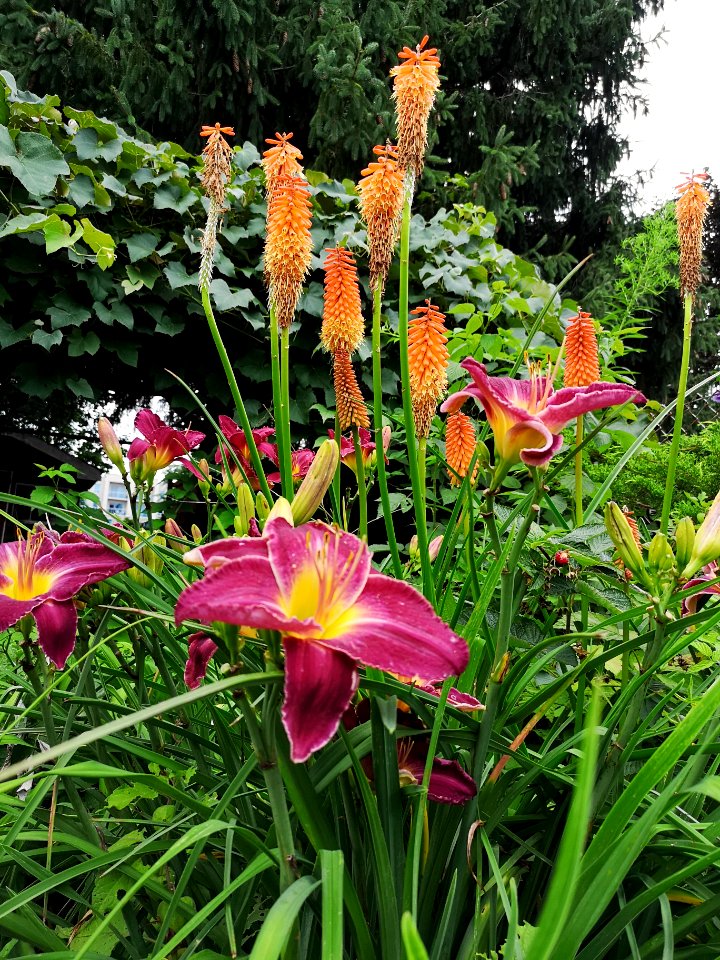 Red hot poker Kniphofia Alcazar and daylilies
