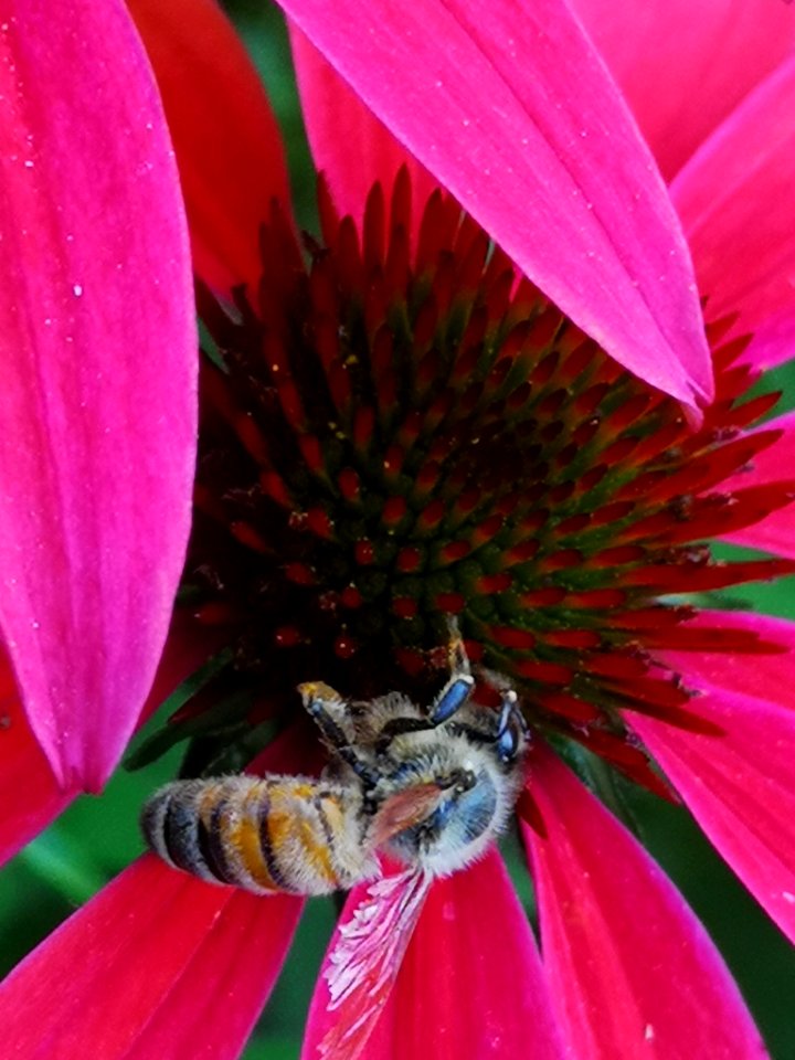 Honeybee (Apis mellifera) visiting coneflower (Echinacea 'Cheyenne Spirit')