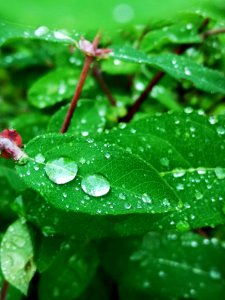 Raindrops on honeyberry (Lonicera caerulea) leaves. The water beads up like the lotus effect (like on lady's mantle)