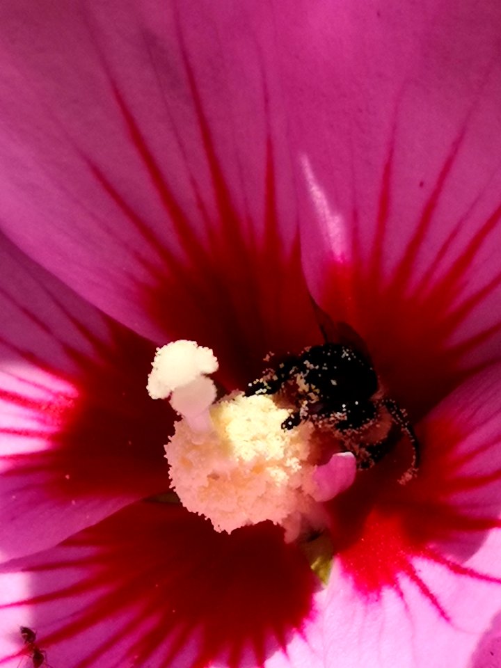 Bumblebee covered in pollen from visiting rose of Sharon (Hibiscus syriacus) flowers