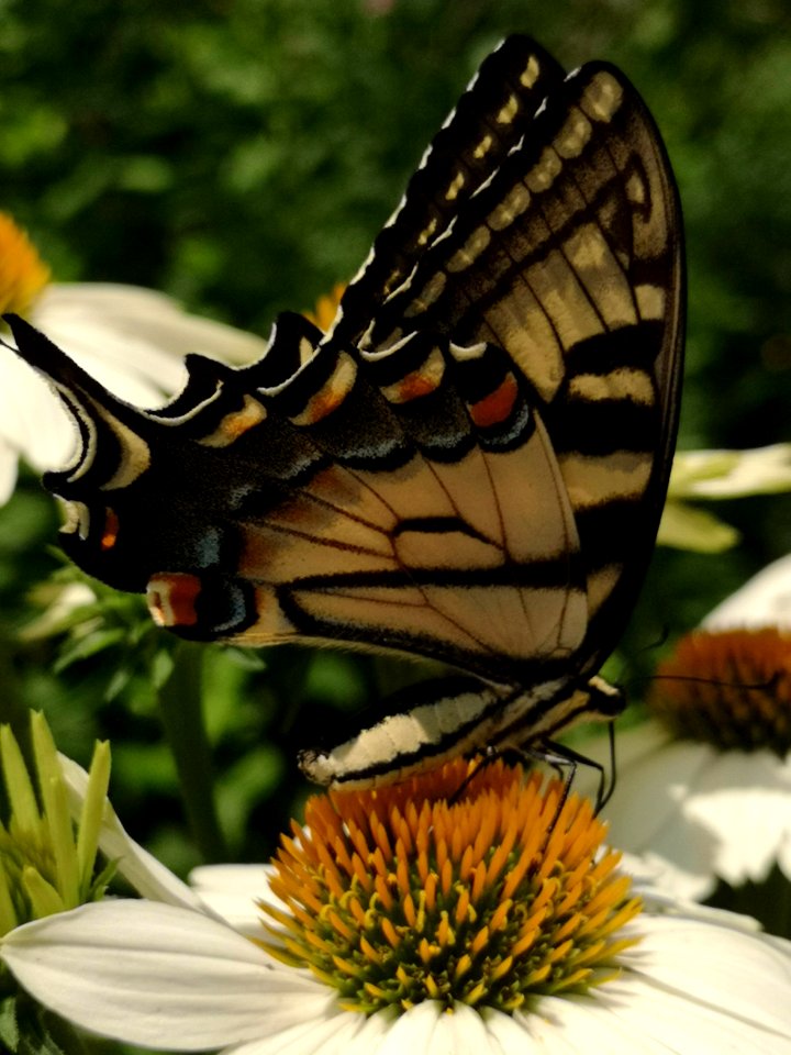 Canadian tiger swallowtail butterfly (Papilio canadensis) visiting coneflower (Echinacea 'PowWow White')