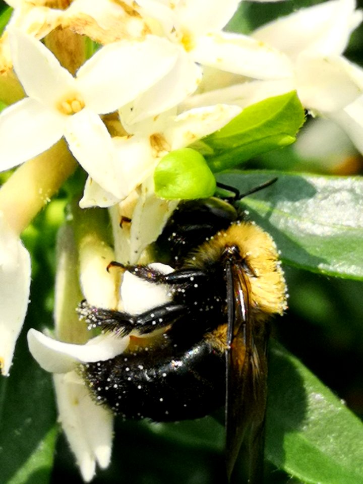 Carpenter bee nectar robbing Daphne (hybrid Eternal Fragrance) flowers, with pollen