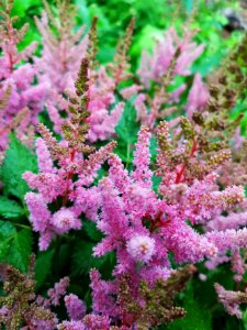 Astilbe chinensis Vision in Pink