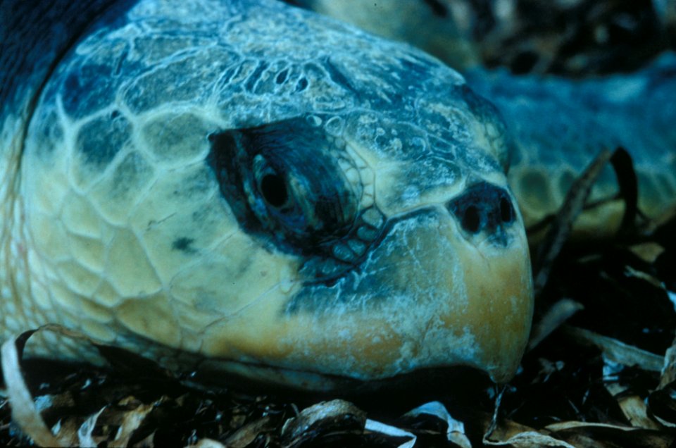 Sea Turtle, NPSPhoto (9)