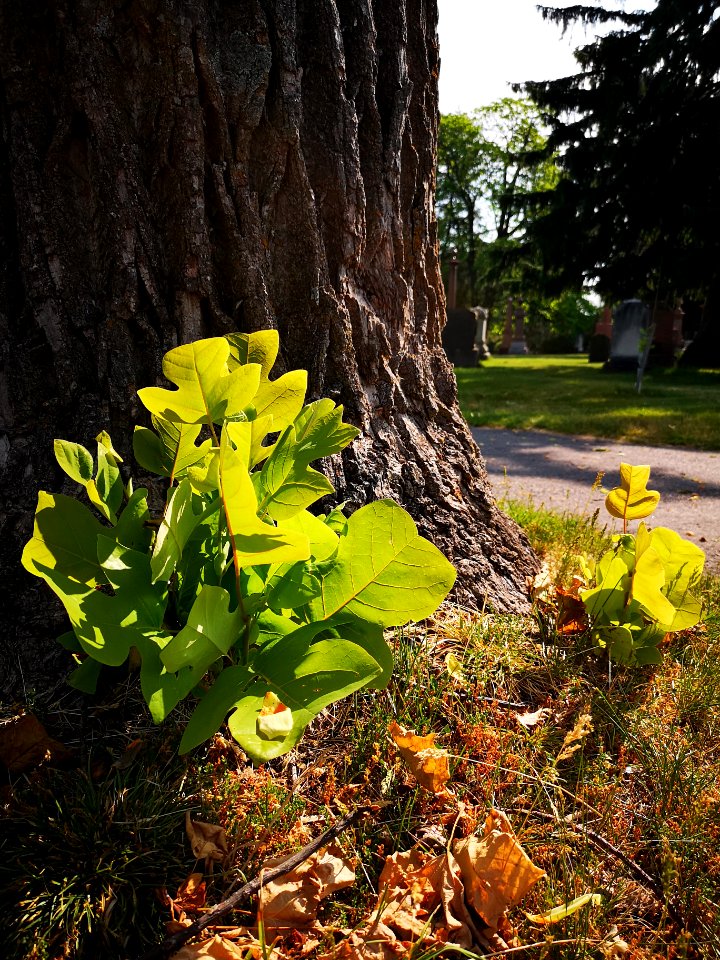 Tulip tree (Liriodendron tulipifera) in bloom. Pretty sure there were cedar waxwing birds in the canopy