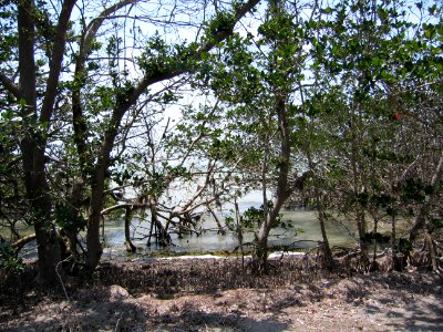 Low-tide mangrove, NPSphoto