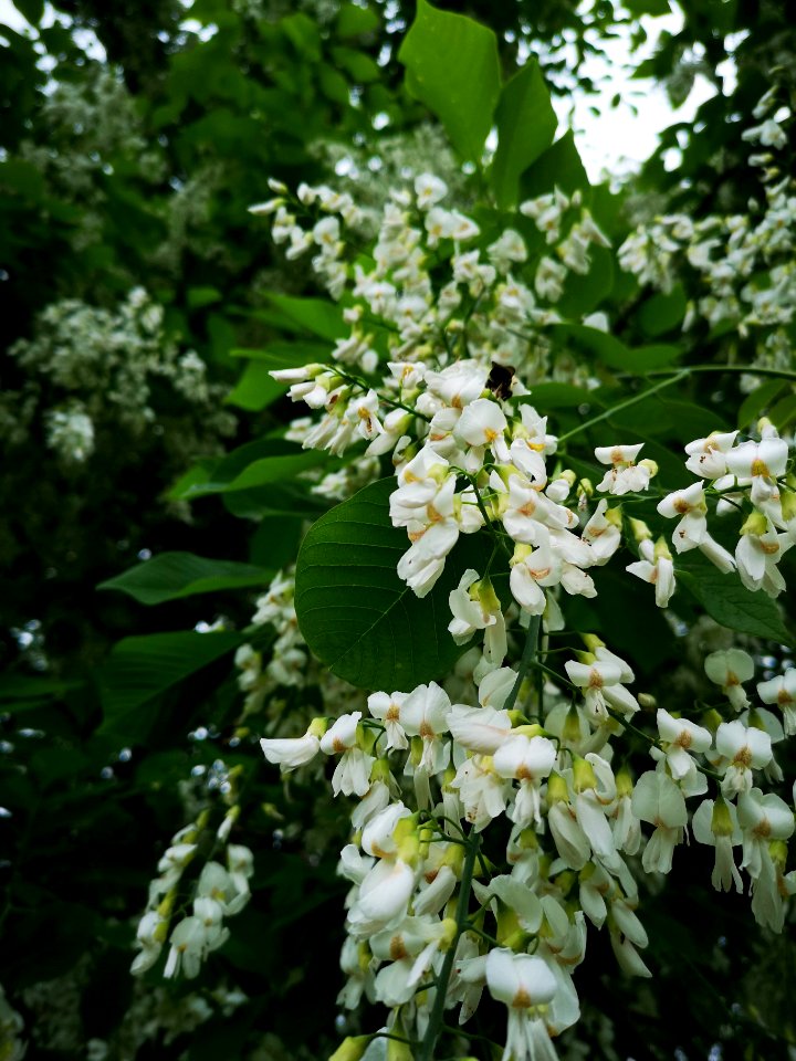 Yellowwood (Cladrastis kentukea) flowers smell so nice. The fragrance isn't strong but it is very pleasant and carries on the breeze well (smells similar to fringetree)