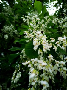Yellowwood (Cladrastis kentukea) flowers smell so nice. The fragrance isn't strong but it is very pleasant and carries on the breeze well (smells similar to fringetree)