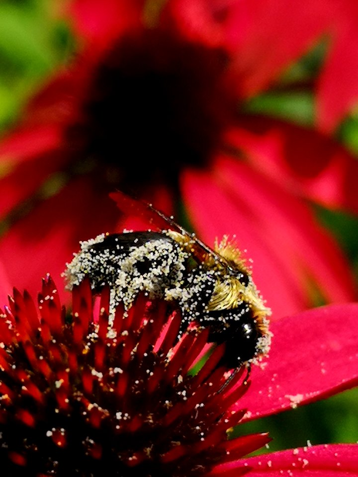 Bumblebee covered with pollen visiting coneflower Echinacea 'Cheyenne Spirit'