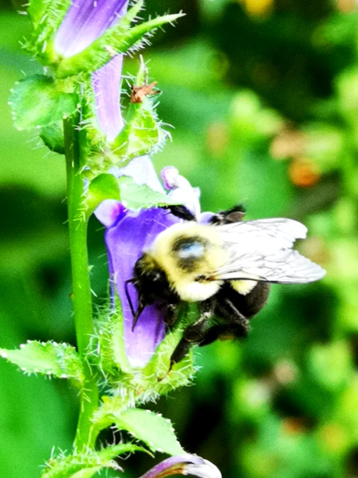 Bumblebee visiting blue cardinal flower Lobelia siphilitica