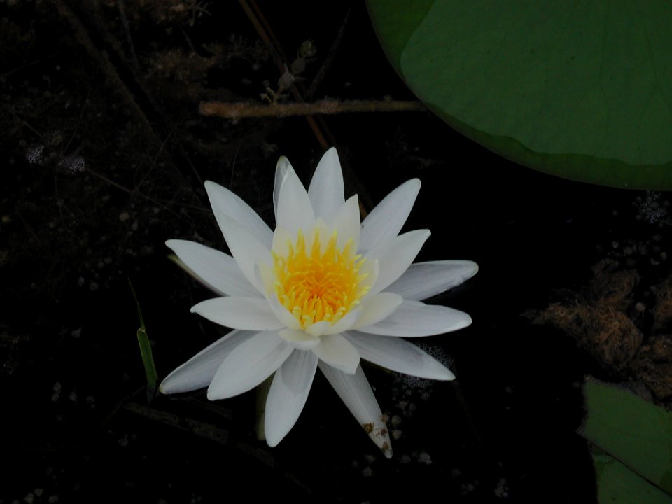 White Water Lily, NPSPhoto