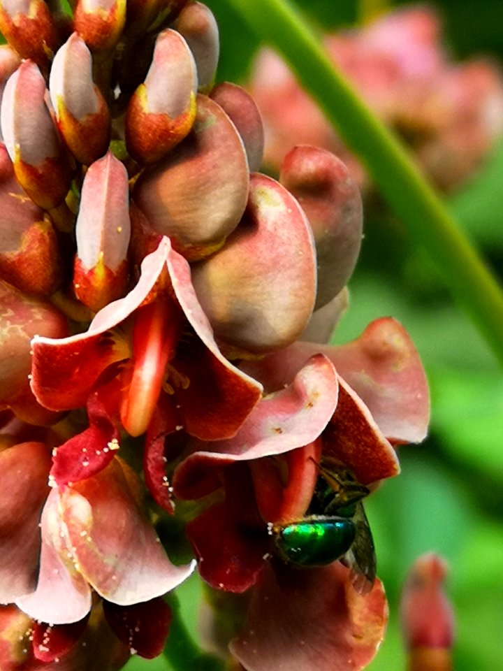 Sweat bee visiting hopniss Apios americana