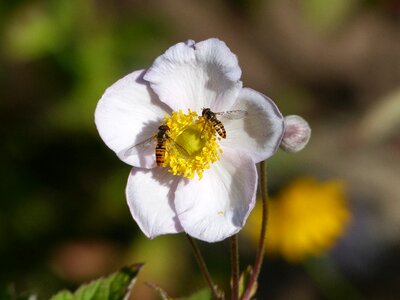 Insects summer colors