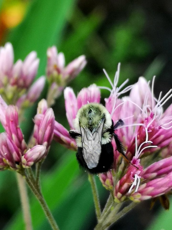 Bumblebee visiting Joe Pye weed