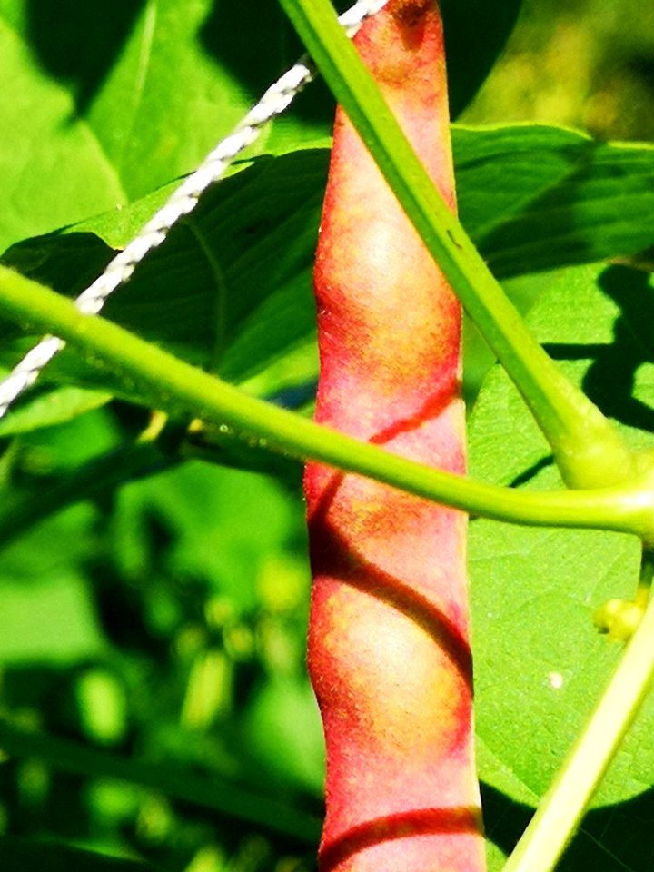 Taos bean (Phaseolus vulgaris) finally turning red