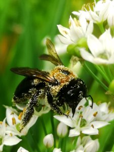 Carpenter bee Xylocopa virginica covered in pollen visiting flowers of garlic chives Allium tuberosum