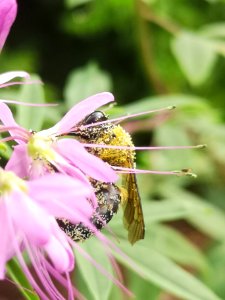 Bee covered with pollen visiting cleome photo