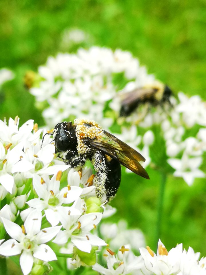 Carpenter bee Xylocopa virginica covered in pollen visiting flowers of garlic chives Allium tuberosum