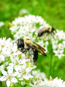Carpenter bee Xylocopa virginica covered in pollen visiting flowers of garlic chives Allium tuberosum
