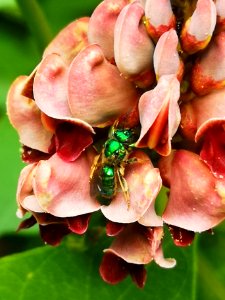 Sweat bee visiting hopniss Apios americana