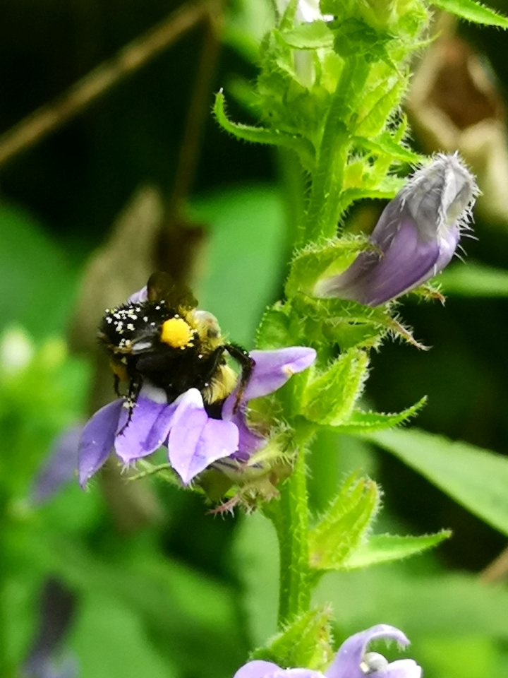 Bumblebee visiting blue cardinal flower Lobelia siphilitica