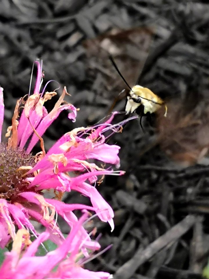 Snowberry clearwing moth (Hemaris diffinis) visiting bee balm (Monarda didyma 'Balmy Pink')