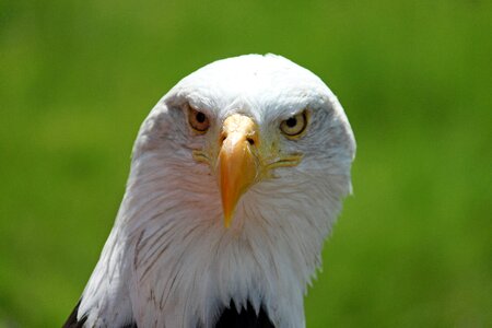 Bald-eagle eyes portrait