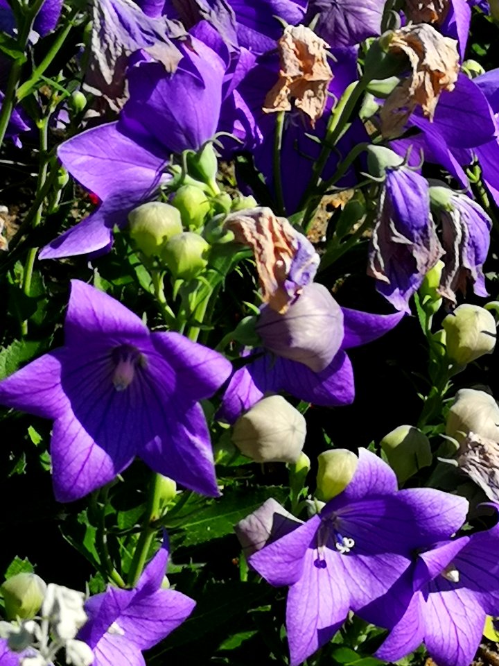 Balloon flower Platycodon grandiflorus